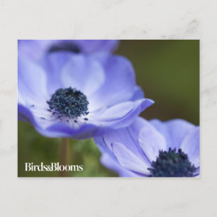 Cartão Postal Anemone azul