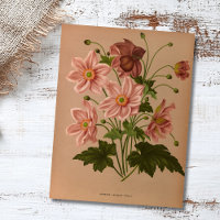 Anemone Japonica Rosea Exquisite Vintage Botânica