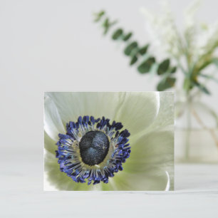 Cartão Postal Anemone Mistral Panda