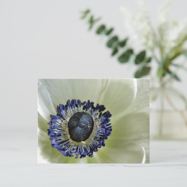 Cartão Postal Anemone Mistral Panda (Em pé/Frente)