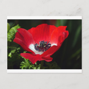 Cartão Postal Anemone Vermelho.JPG