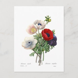Cartão Postal Anemônias