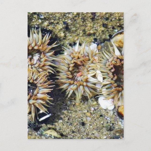 Cartão Postal Anenomos Tidepools Areia (Frente)