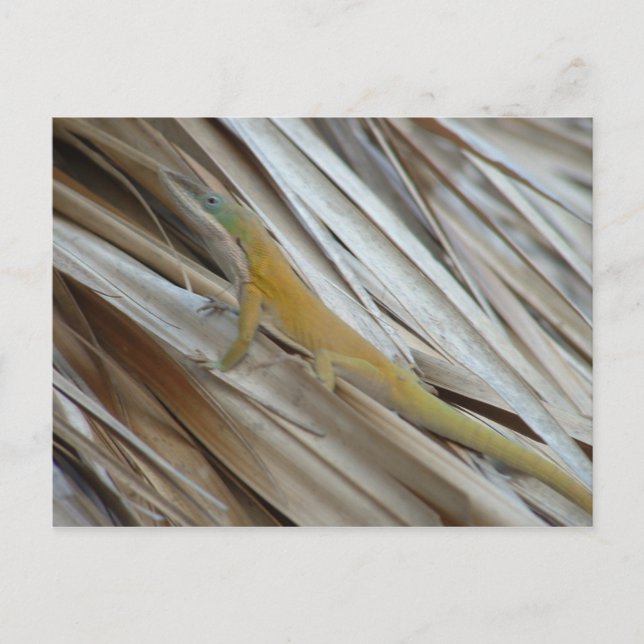 Cartão Postal Aneole Lizard (Frente)