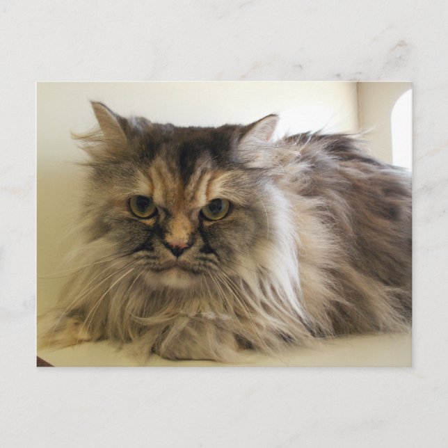 Cartão Postal Angel (Frente)