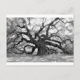 Cartão Postal Angel Oak