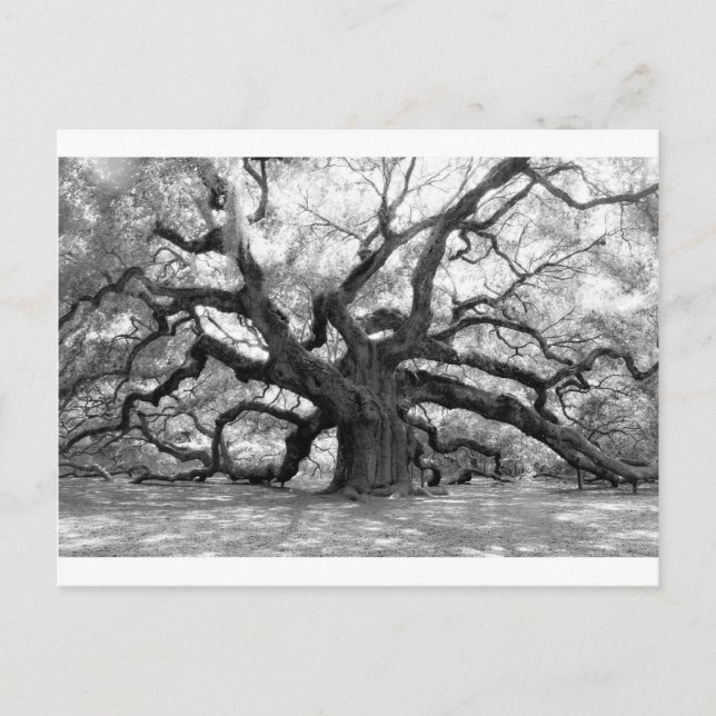 Cartão Postal Angel Oak (Frente)