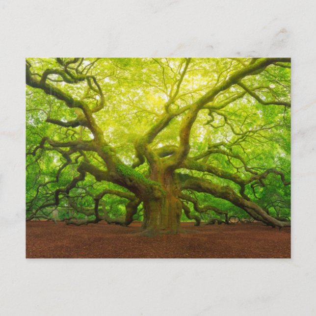 Cartão Postal Angel Oak (Frente)