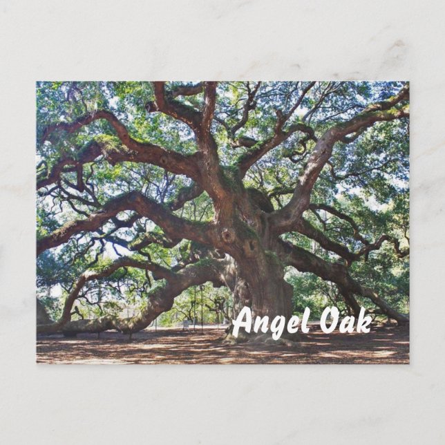 Cartão Postal Angel Oak (Frente)