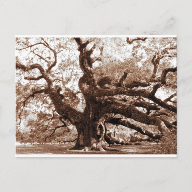 Cartão Postal Angel Oak (Frente)