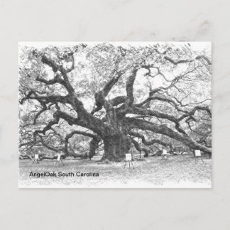 Cartão Postal Angel Oak Tree