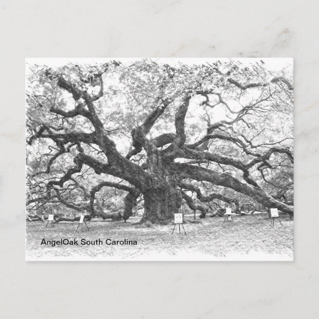 Cartão Postal Angel Oak Tree (Frente)