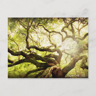 Cartão Postal Angel Oak Tree
