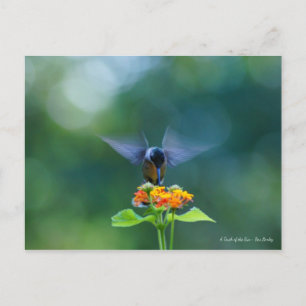 Cartão Postal Angel Wings