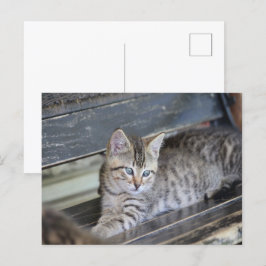 Cartão Postal Angelic Kitten