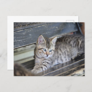 Cartão Postal Angelic Kitten