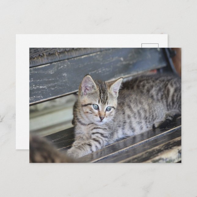 Cartão Postal Angelic Kitten (Frente/Verso)