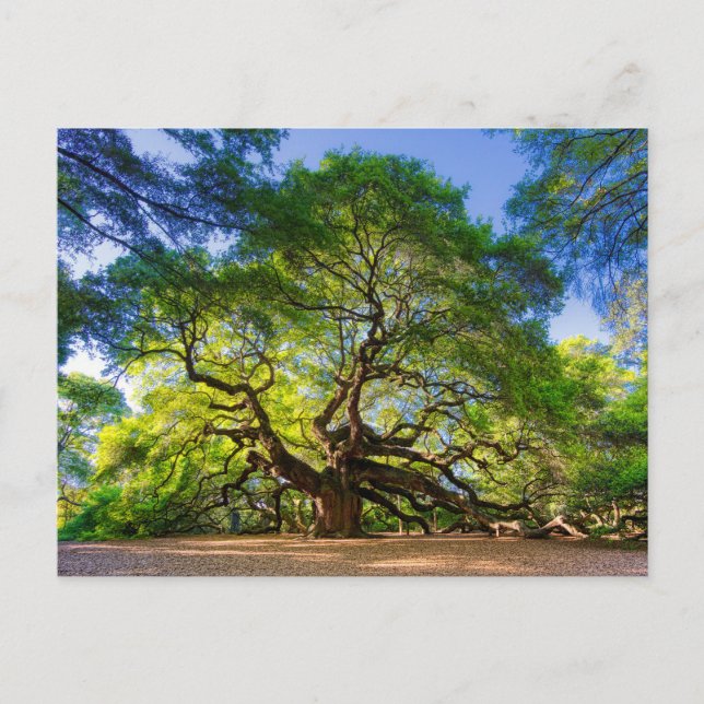 Cartão Postal Angelical árvore Angel Oak (Frente)