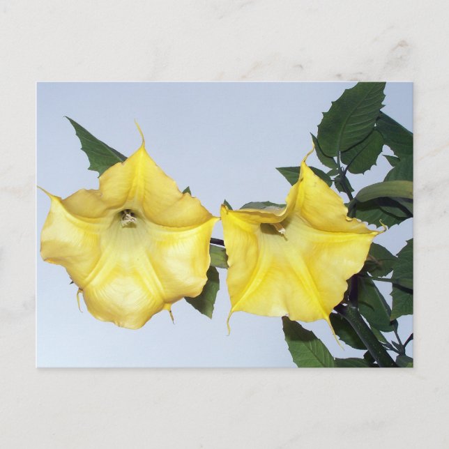 Cartão postal Angels Trumpet Brugmansia (Frente)