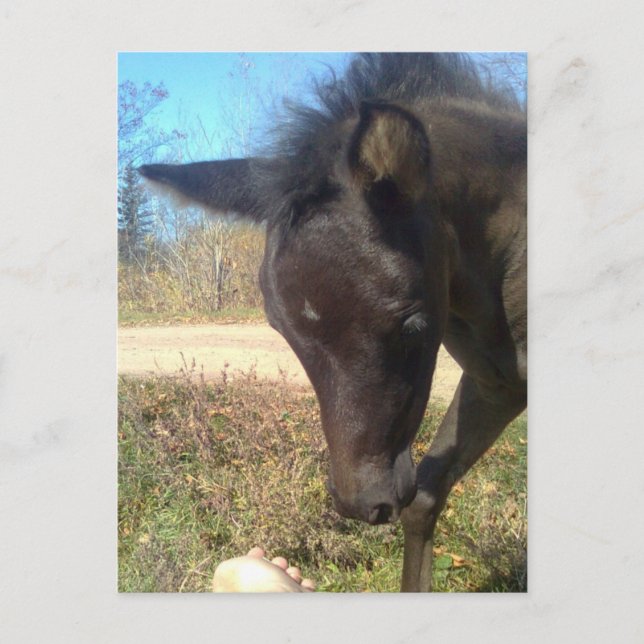 Cartão Postal AngelsPhlyby Nite (Frente)