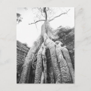 Cartão Postal Angkor Camboja, Árvore Ta Prohm
