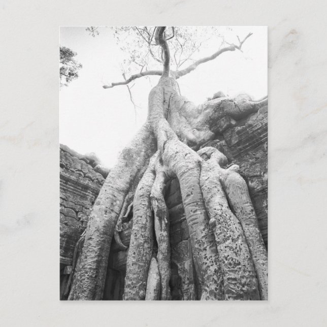 Cartão Postal Angkor Camboja, Árvore Ta Prohm (Frente)
