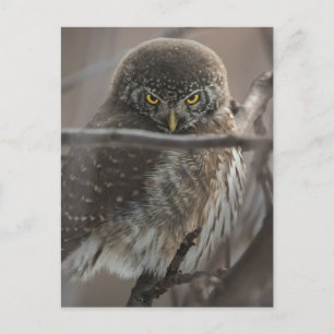 Cartão Postal Angry Look Owl