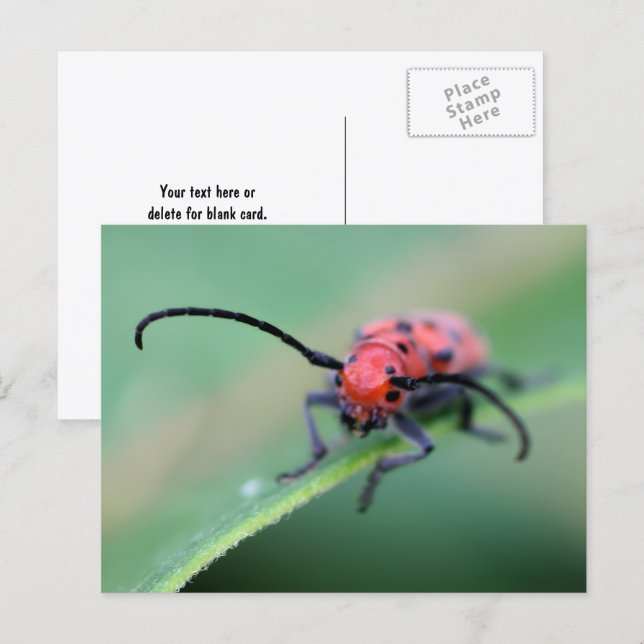 Cartão Postal Angry Red Beetle Bug Nature Photography  (Frente/Verso)