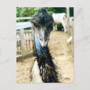 Cartão Postal Angy Emu