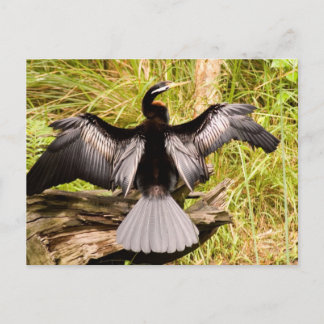 Cartão Postal Anhinga
