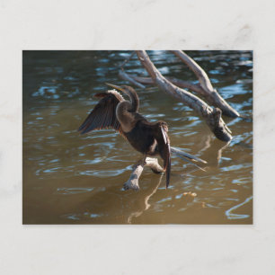 Cartão Postal Anhinga
