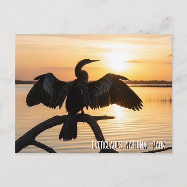 Cartão Postal Anhinga Parque Nacional Everglades (Frente)