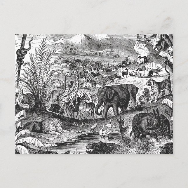 Cartão Postal Animais africanos de Ilustração Animal da década d (Frente)