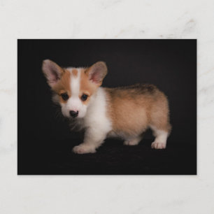 Cartão Postal Animais Bebês Mais Fofos   Corgi Miniatura
