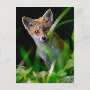 Cartão Postal Animais Bebês Mais Fofos Raposa Vermelha Bebê