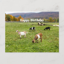 Cartão Postal Animais Cabras Pasto Vermont Foto Aniversário