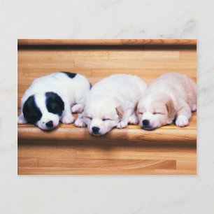 Cartão Postal Animais, Cachorros