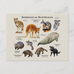 Cartão Postal Animais da Austrália