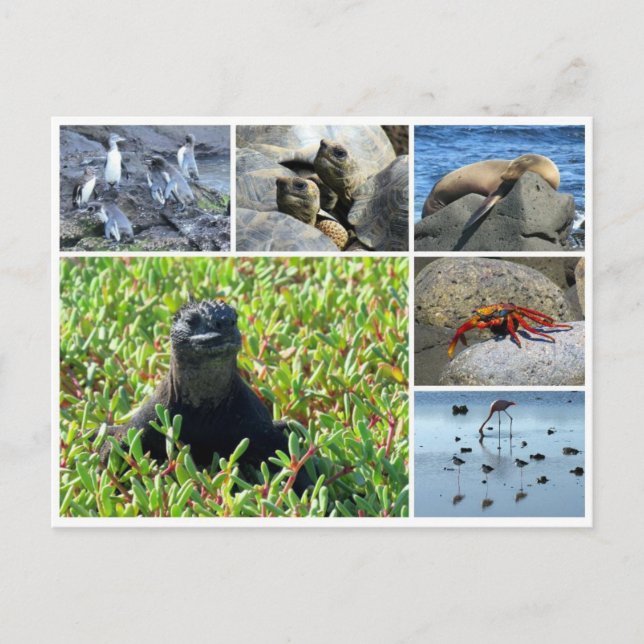 Cartão Postal animais das galápagos (Frente)