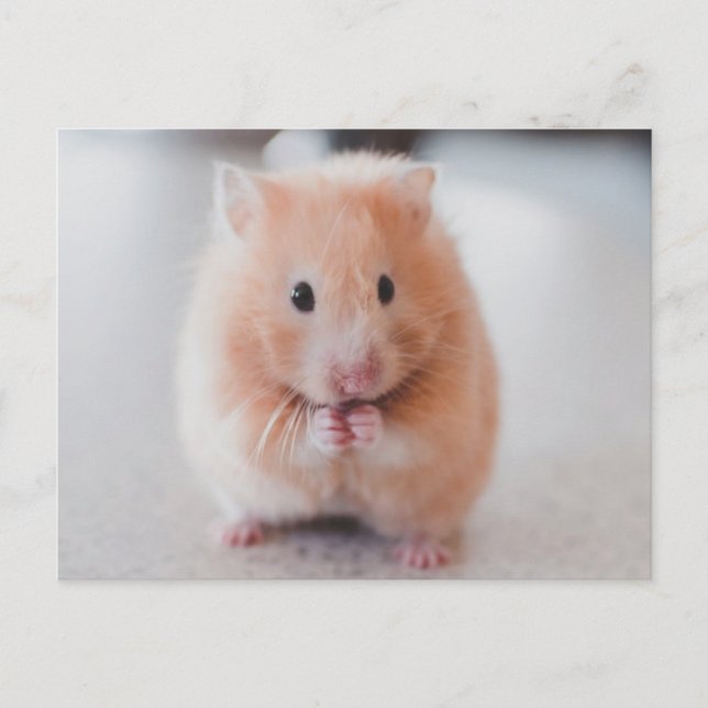 Cartão Postal Animais de Amor de Hamster Bonito (Frente)
