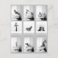 Animais de Banheira Bonitos na Banheira