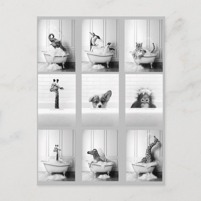 Cartão Postal Animais de Banheira Bonitos na Banheira (Frente)