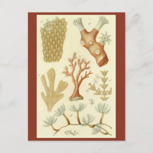 Cartão Postal Animais de Coral Vintage, Biologia do Livro de Ci