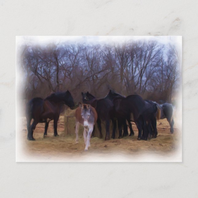 Cartão Postal animais de criação (Frente)