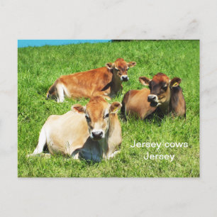 Cartão Postal Animais de criação de vacas de Jersey
