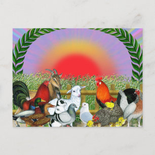 Cartão Postal Animais de exploração