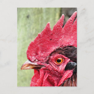 CARTÃO POSTAL ANIMAIS DE EXPLORAÇÃO, ROOSTER