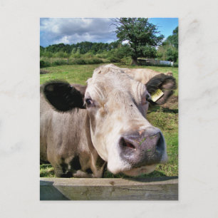 CARTÃO POSTAL ANIMAIS DE EXPLORAÇÃO, VACAS CUTAS