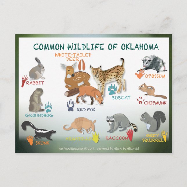 Cartão Postal animais de Oklahoma postais 19 (Frente)