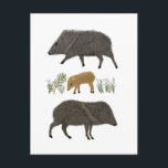 Cartão Postal Animais do Deserto do Retrato da Família Javelina<br><div class="desc">Envie uma mensagem a um amigo ou membro da família com esses bonitinhos de onda. Você pode personalizá-lo e adicionar texto também. Procure em meu compro muito mais itens correspondentes e outros designs!</div>